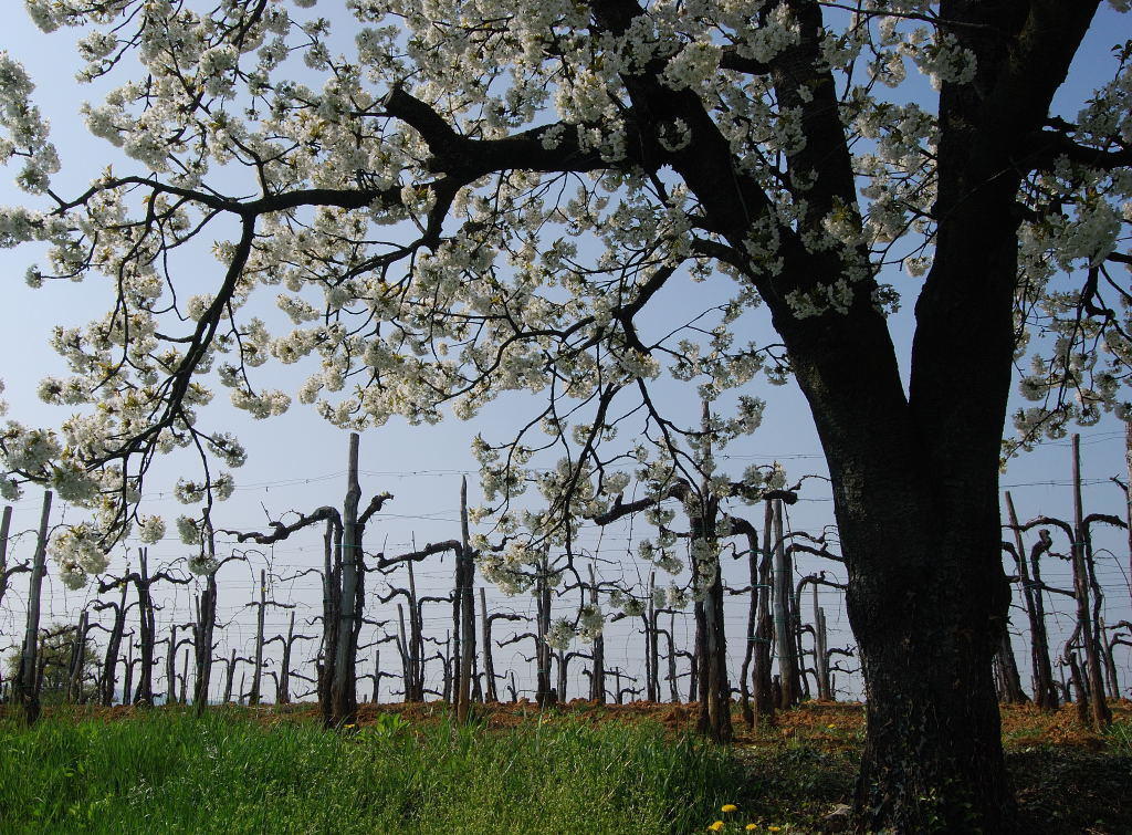 Agriturismo Domus Rustica Cormòns Kültér fotó